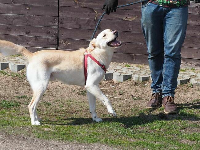 Psi ideał kochający ludzi i zabawę szuka PILNIE domku