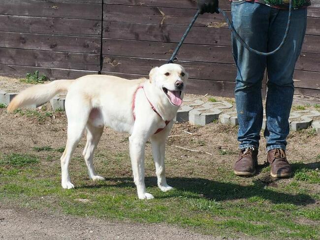 LABRUŚ cudowny wesoły psiak kochający ludzi BŁAGA o domek