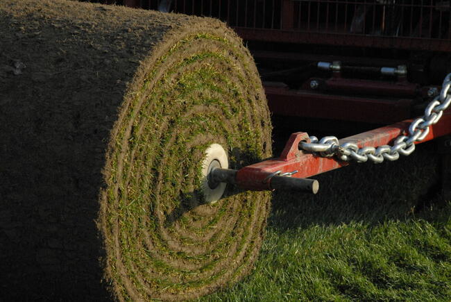 Trawa z Rolki / Wysoka Jakość / Producent