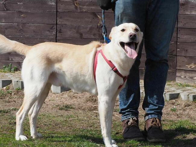 Psi ideał kochający ludzi i zabawę szuka PILNIE domku