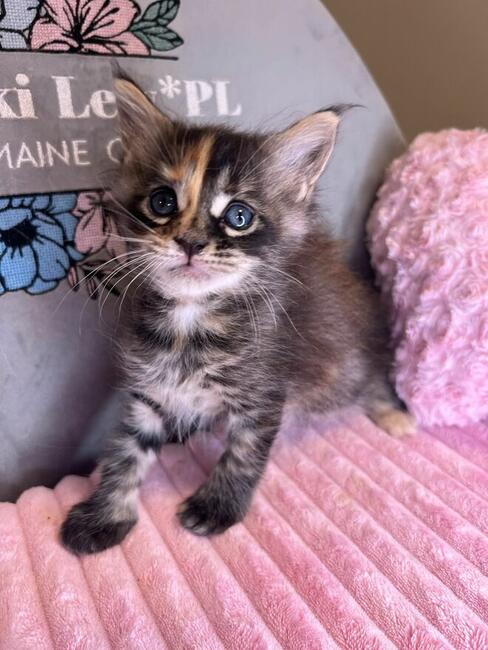Kotka Maine Coon