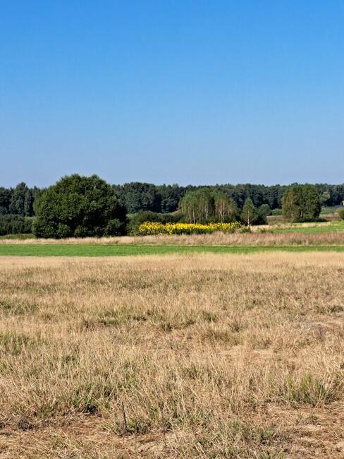 Działka pod zabudowę w klimacie leśnym