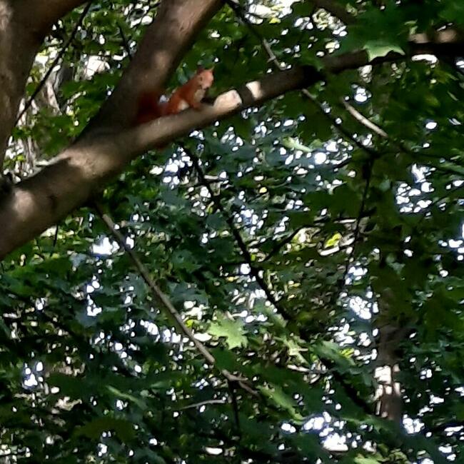 Działka pod zabudowę w klimacie leśnym