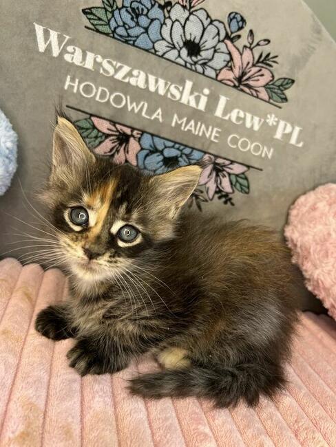 Kotka Maine Coon