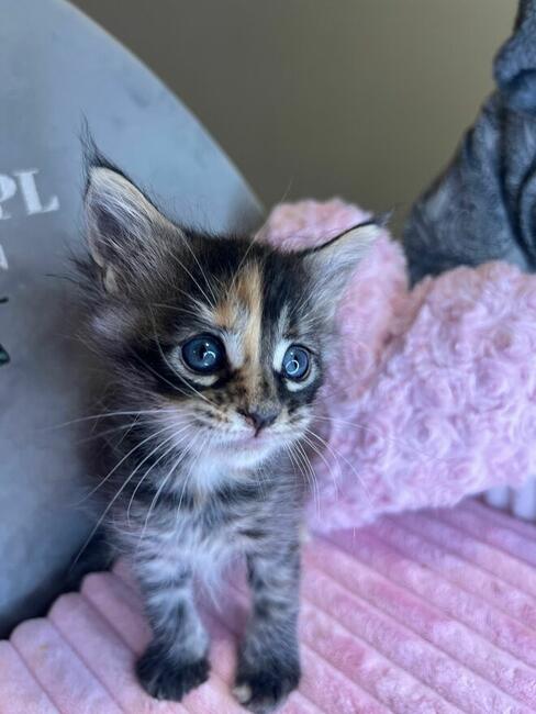 Kotka Maine Coon