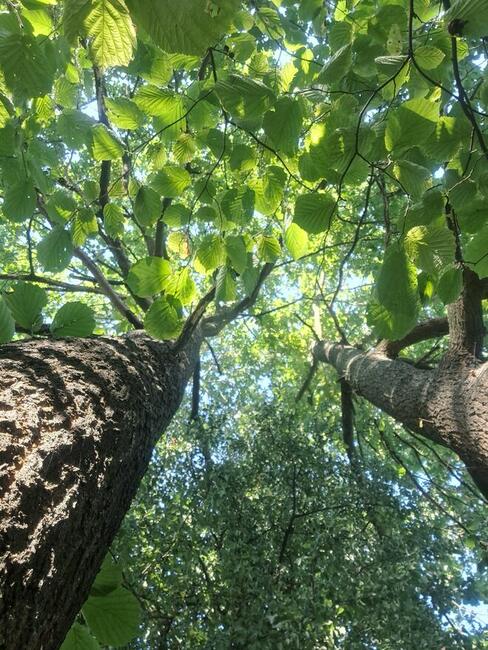 Działka pod zabudowę w klimacie leśnym