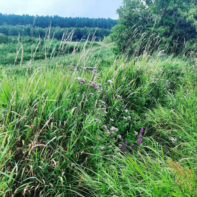 Działka pod zabudowę w klimacie leśnym