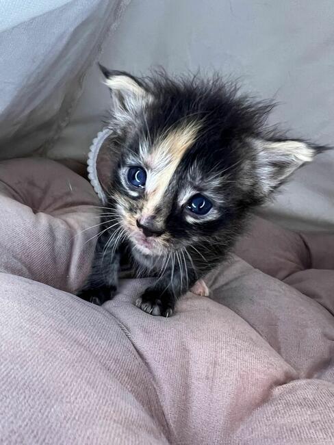 Kotka Maine Coon