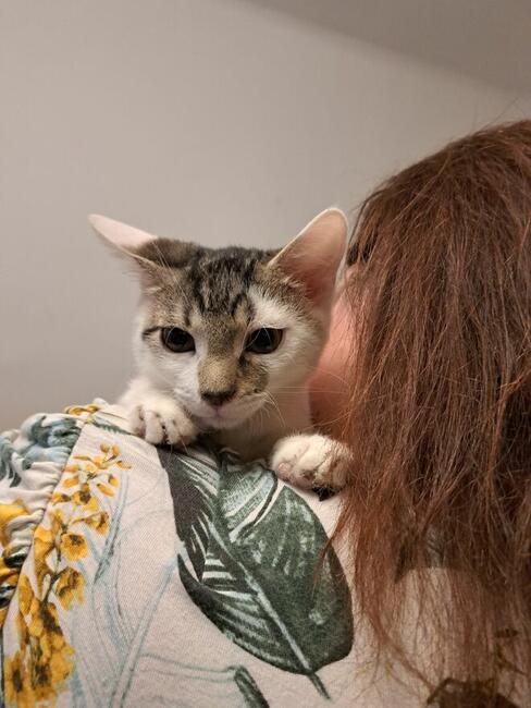 Odpowiedzialnych i pełnych miłości domów wypatrują Płomień,