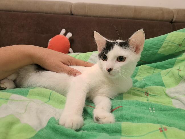 Odpowiedzialnych i pełnych miłości domów wypatrują Płomień,