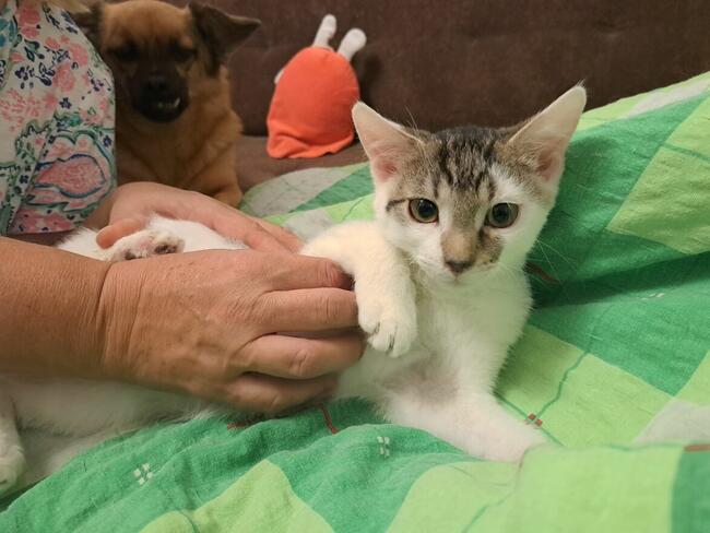 Odpowiedzialnych i pełnych miłości domów wypatrują Płomień,