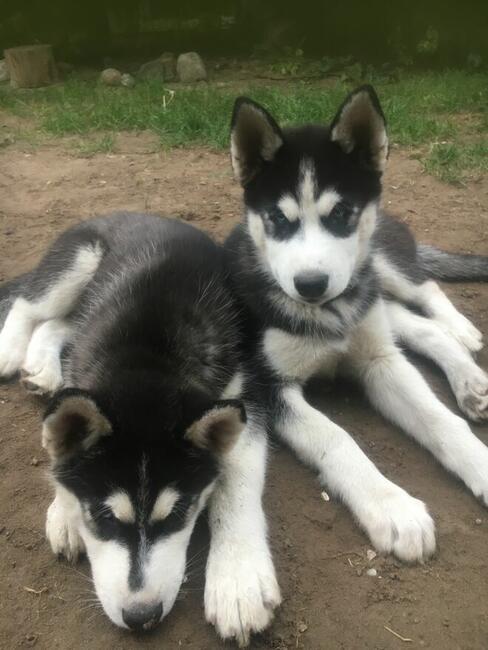 Siberian HUsky pieski, szczeniaki