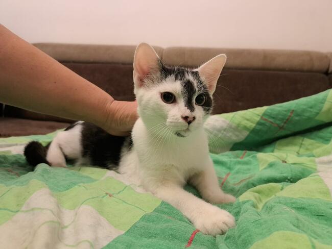 Odpowiedzialnych i pełnych miłości domów wypatrują Płomień,