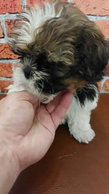 Chłopak Shih-tzu do odbioru