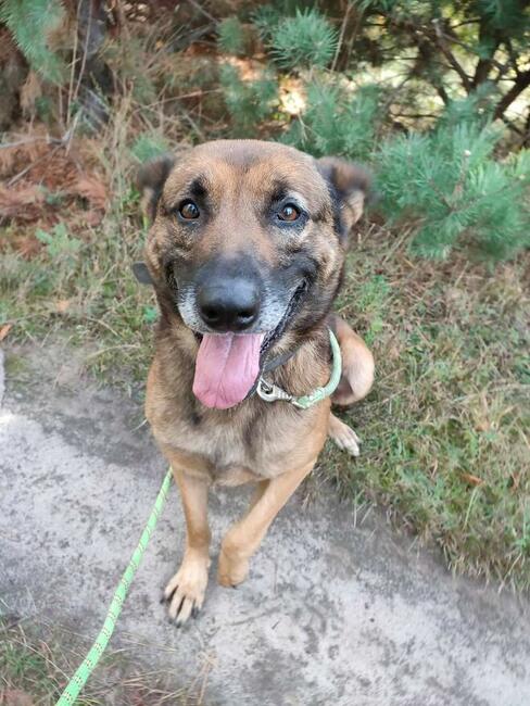 Cudowny kochany psi senior czeka na wymarzony domek