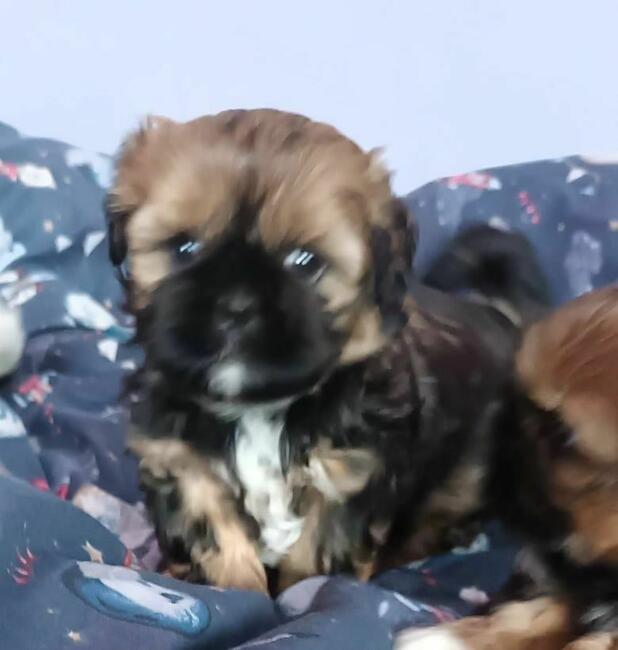 Śliczny chlopiec Shih-tzu do odbioru