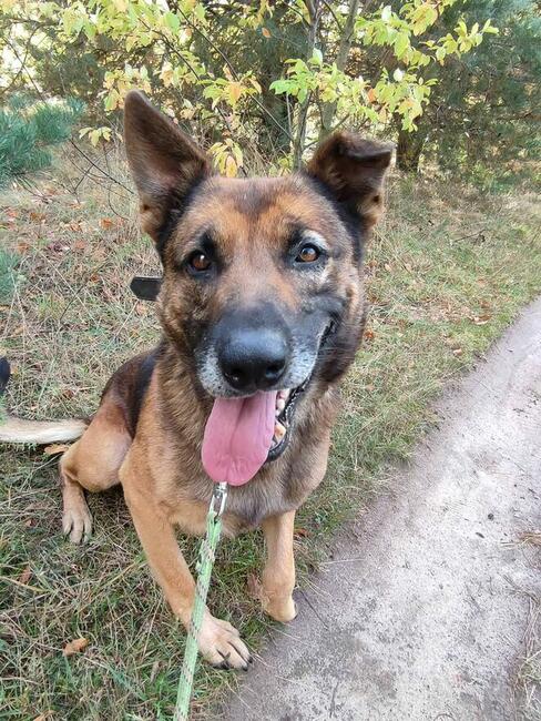 Starszy psiak kochający ludzi BŁAGA PILNIE o wspaniałym dom