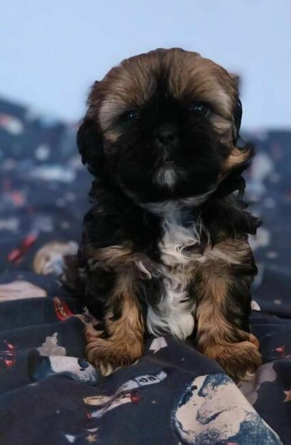 Śliczny chlopiec Shih-tzu do odbioru