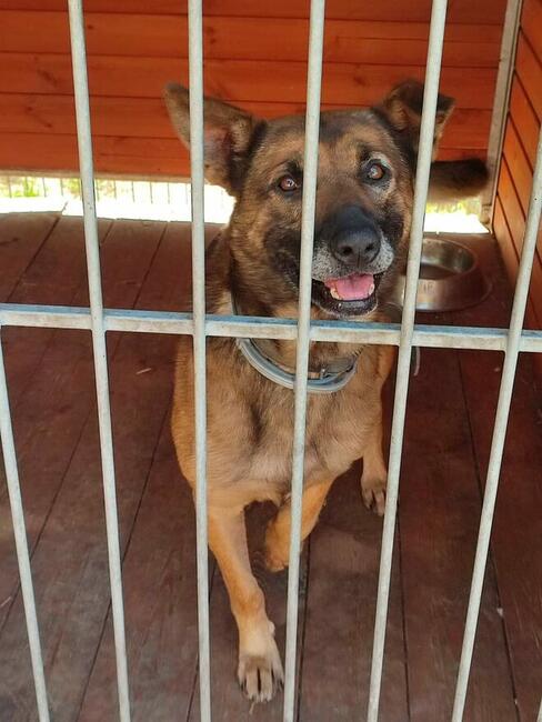 Starszy psiak kochający ludzi BŁAGA PILNIE o wspaniałym dom