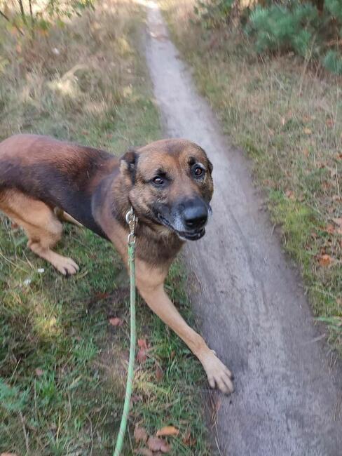 Cudowny kochany psi senior czeka na wymarzony domek