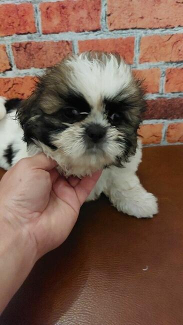 Chłopak Shih-tzu do odbioru