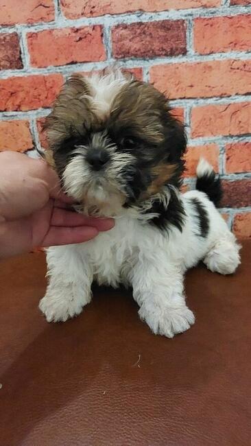 Chłopak Shih-tzu do odbioru