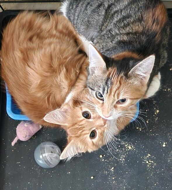 Kocieta po ojcu norweskim uratowane szukaja niewych.domku