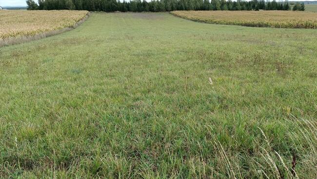 Stare Juchy .Działka 7500m2 -37złm2-