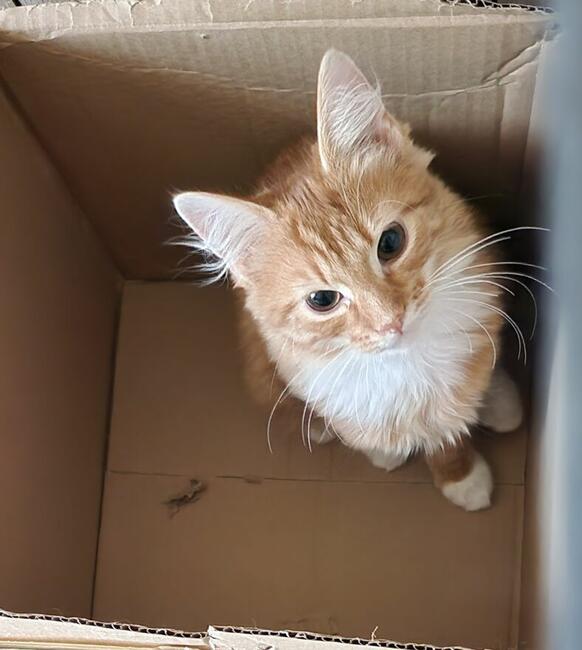 Kocieta po ojcu norweskim uratowane szukaja niewych.domku