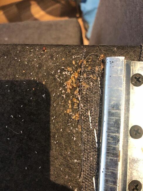 WYMRAŻANIE PLUSKIEW