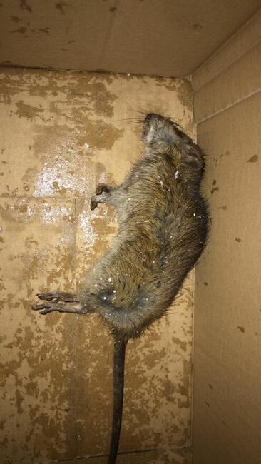 DERATYZACJA, DEZYNFEKCJA, DEZYNSEKCJA