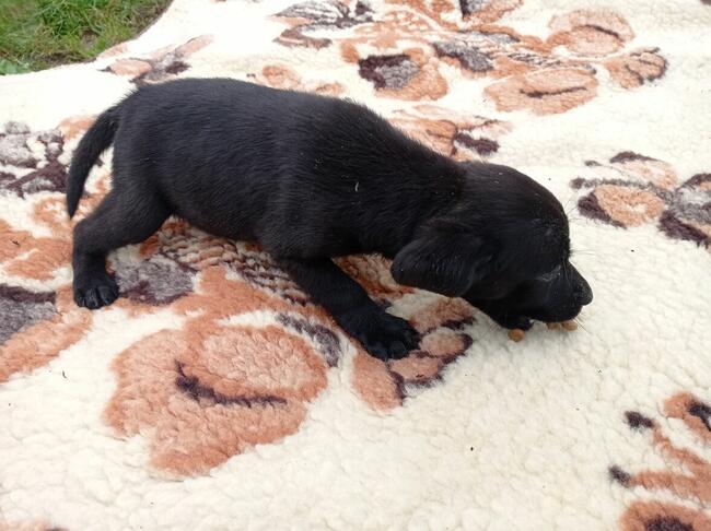 Labrador retriever pieski i suczki