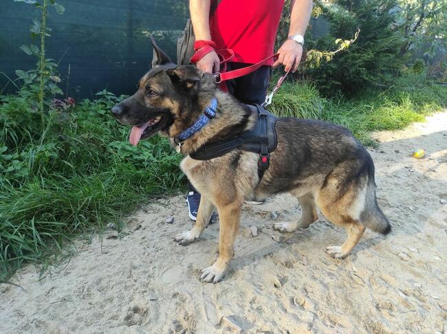 AMOS w typie owczarka niemieckiego szuka domu