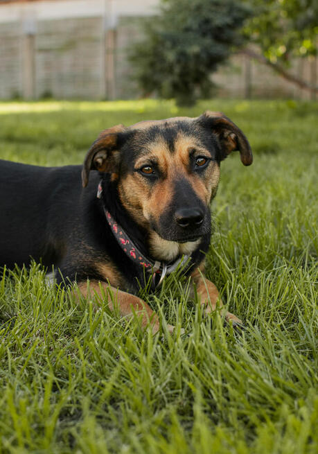 Wiesia ok rocz.kochana sunieczka czeka na dom Rozmerad.Dwór