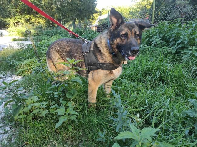 AMOS w typie owczarka niemieckiego szuka domu