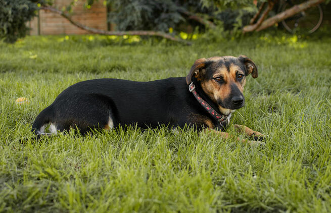 Wiesia ok rocz.kochana sunieczka czeka na dom Rozmerad.Dwór