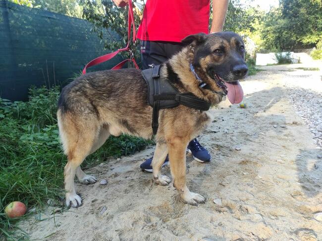 AMOS w typie owczarka niemieckiego szuka domu