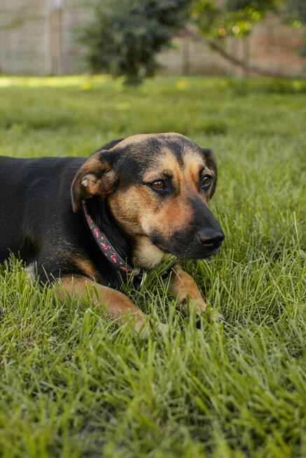 Wiesia ok rocz.kochana sunieczka czeka na dom Rozmerad.Dwór