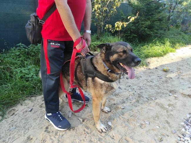 AMOS w typie owczarka niemieckiego szuka domu