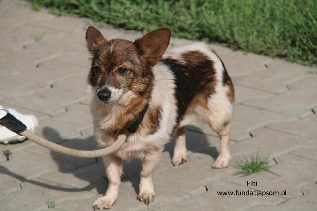 Fibi - szuka kochającego domku