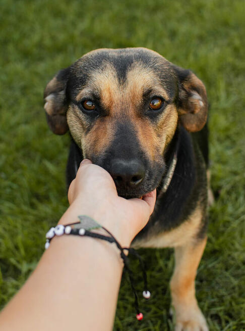 Wiesia ok rocz.kochana sunieczka czeka na dom Rozmerad.Dwór