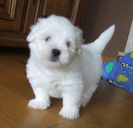 Coton de Tulear piękne szczenię przyjazne alergikom.