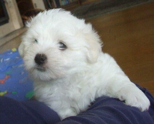 Coton de Tulear piękne szczenię przyjazne alergikom.