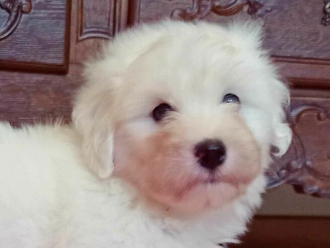 Coton de Tulear piękne szczenię przyjazne alergikom.