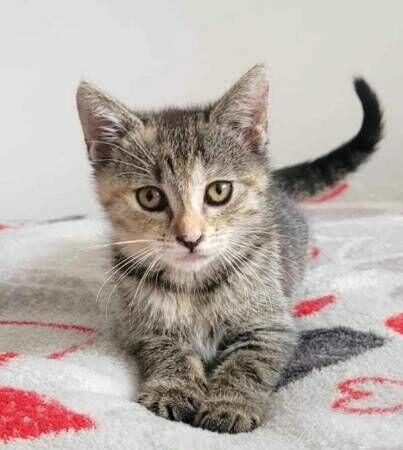 KOKO - super koteczka do adopcji