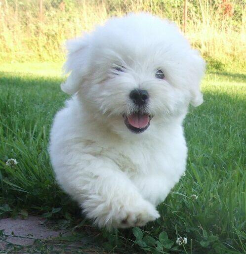 Coton de Tulear piękne szczenię przyjazne alergikom.