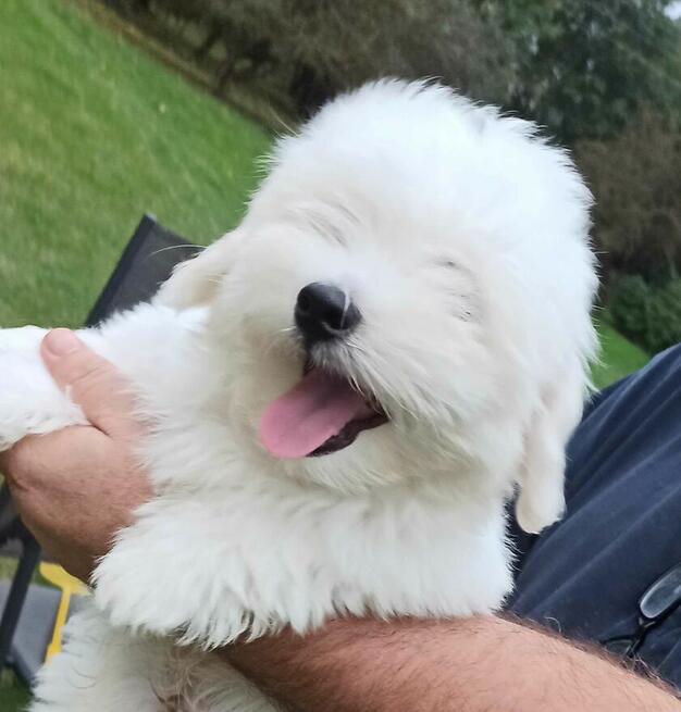 Coton de Tulear piękne szczenię przyjazne alergikom.