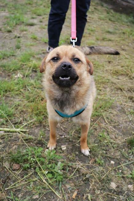 MATYLDA młoda wesoła sunia BŁAGA PILNIE o ratunek