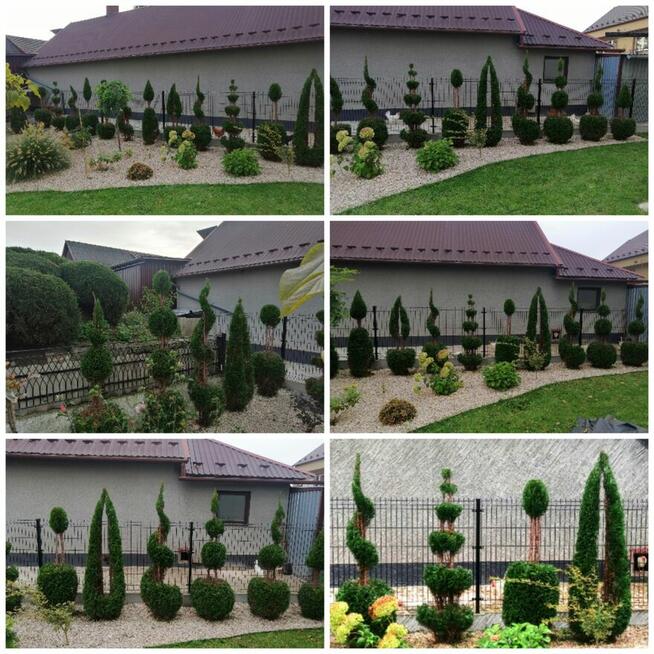 FORMOWANIE IGLAKÓW, CIĘCIE PIELĘGNACYJNE