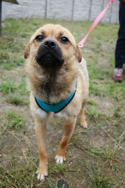 MATYLDA młoda wesoła sunia BŁAGA PILNIE o ratunek